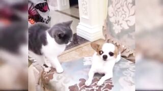 Dog and cat funny video #1