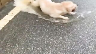 dog playing in the rain