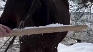 Horse Got Superpower!!
