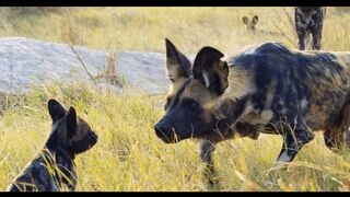 Robotic Spy Puppy Meets Wild Dogs 2