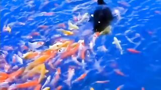 Duck play with the fishes ????#febspot #Trending️