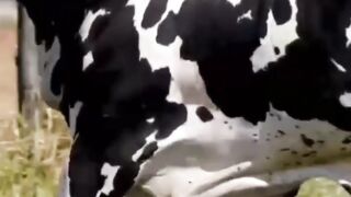 Big Cow video