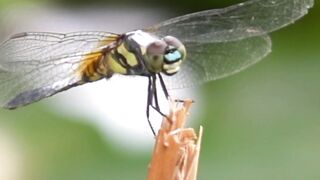 Interesting Facts About Dragonflies Number 3 is Surprising #factsanimal #animals #dragonflies
