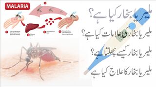 Malaria (Disease Or Medical Condition) : Causes, Symptoms and Treatment (Urdu/Hindi)