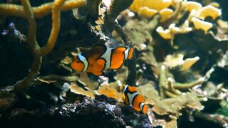 The beauty of ornamental fish in the sea ????❤️????????
