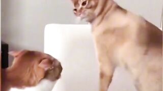 The Funniest Cat Videos That Will Bring Joy and Happiness
