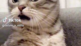 Funny cat video 39
