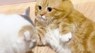 Great Playtime: Orange and White Cat Wrestle with Her White Cat Friend