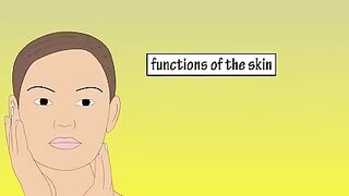 Functions Of Skin
