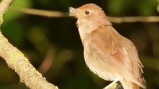 Bird's sounds 2