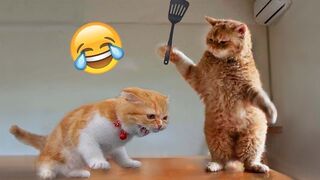 Funny Cats And Dogs Videos - Best Funniest Animal Videos