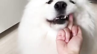 The Finger Test with Dogs feat There's a surprise at the end shorts dog.