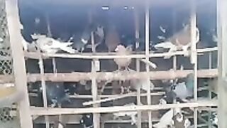 See and love high quality pigeons