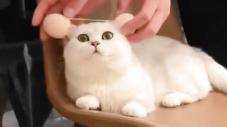 Cute and Funny Cat Videos Compilation 3
