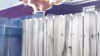 dog climbs the fence