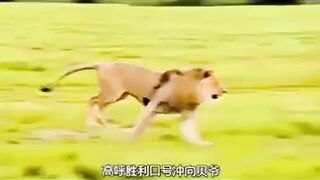 شیر کو پکڑنے کی تکنیک How can lions be caught? a technique