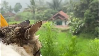 Adorable cats really like the atmosphere of rural Indonesia, in the village of Garut#SHORTS