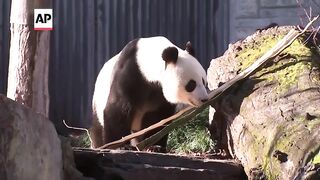 Chinese premier Li visits Adelaide zoo home to giant pandas on loan from China.