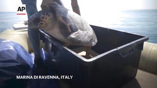 World Sea Turtle Day_ Injured turtles are nursed back to health in Italy.
