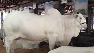 The World's Most Expensive Cow Meet Viatina-19 FIV Mara Imóveis