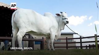 Meet Viatina-19, the world's most expensive cow worth $4.2 million