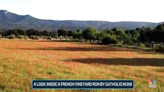 Catholic nuns run vineyard in France.