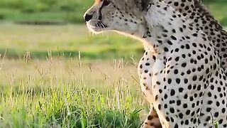Cheetah_Twins_Team_Up_to_Hunt__Zebra‼️????_#leopard(480p).