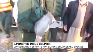 Can Pakistan’s Indus River dolphins be saved_.
