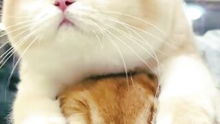 Funny cats lover 2