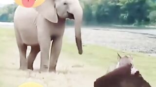 لگڑبھگا ہاتھی کا کان لے کر بھاگ گیا
