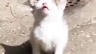 Videos cortos de gatos.
