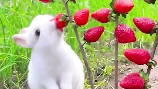 rabbit eat strawberries #rabbit #bunny #cute #pets #febspot