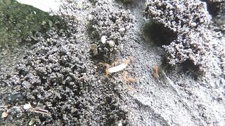 ant and larvae