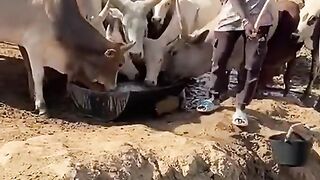 گائے کو پانی پینا