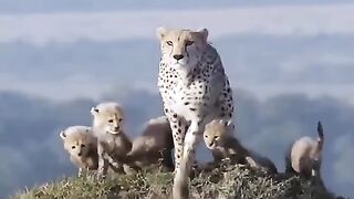 Cheetah_protecting_her_cubs_against_a_Lion_#animals_#wildanimals_#shortsvideo_#viral_#lion_#cheetah(480p).