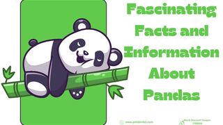 What are cool facts about pandas? #pets_birds
