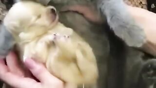 cute kittin hugs puppy