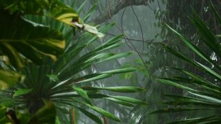 Heavy rain in the tropical forest