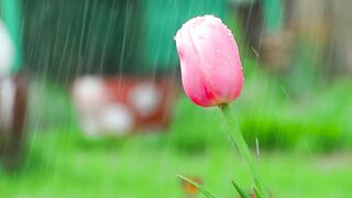 Pink tulip under the rain