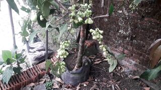 Jambu Madu berbuah lebat