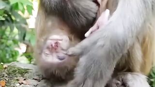 The mother monkey was extremely