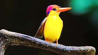 Some mesmerising manoeuvres of Oriental Dwarf Kingfisher wildlife