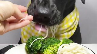 Asmr dog