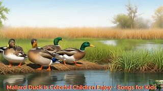 Mallard Duck is Colorful Children Enjoy - Songs for Kids