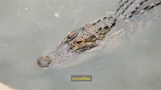 Crocodiles 2