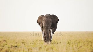 فيل افريقي