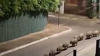 A bunch of Capybara marching around the town