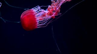 Jellyfish 5