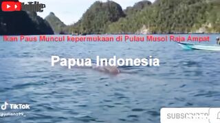 Ikan Hiu Paus muncul kepermukaan di Pulau Misool Raja Ampat Papua Barat Daya