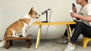 Funny video # ???? ???? Have_you_ever_heard_of_a_human-dog_chorus_that_explodes_with_courage__Dogs_love_to_sing._This_dog_i